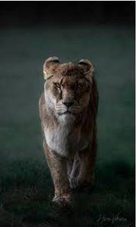 Fierce - Having or displaying an intense or ferocious aggressiveness.