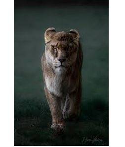 Fiercely - Having or displaying an intense or ferocious aggressiveness.
