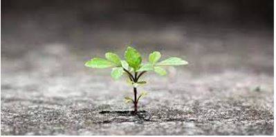 Flourish - Grow or develop in a healthy or vigorous way, especially as the result of a particularly congenial environment.