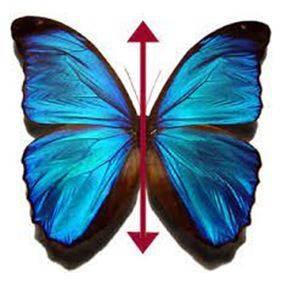 Bilateral - Having or relating to two sides.