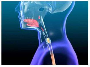 Swallow - Cause or allow (something, especially food or drink) to pass down the throat.
