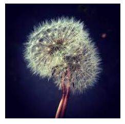 Fragile - Easily broken or damaged.