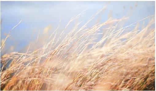 Susurrus - A soft, whispering, or rustling sound.